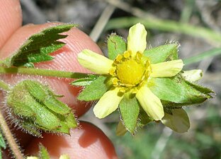 Drymocallis glandulosa reflexa flower